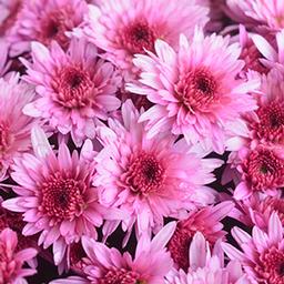 Mum chrysanthemum x morifolium 'Carousel Pink'