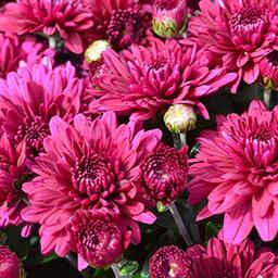 Mum chrysanthemum x morifolium 'Plumberry Purple'