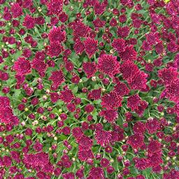 Mum chrysanthemum x morifolium 'Vigorelli Violet'