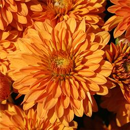 Mum chrysanthemum x morifolium 'Hannah Orange'