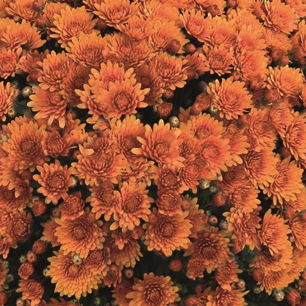 Mum chrysanthemum x morifolium 'Peroni Orange'