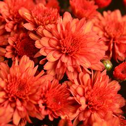 Mum chrysanthemum x morifolium 'Mumosa Orange'