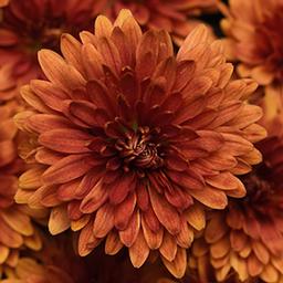 Mum chrysanthemum x morifolium 'Zuma Orange'