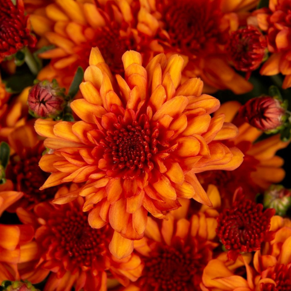 Mum chrysanthemum x morifolium 'Wanda Bronze'