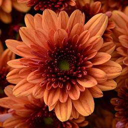 Mum chrysanthemum x morifolium 'Pop Eye Orange'