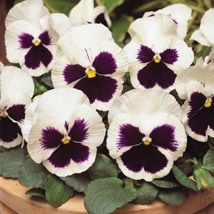 Pansy viola x wittrockiana 'Matrix White Blotch'