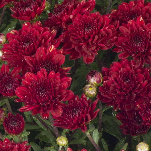 Mum chrysanthemum x morifolium 'Mila Red'