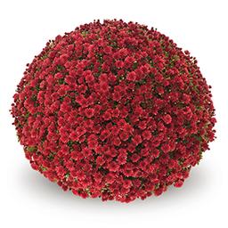 Mum chrysanthemum x morifolium 'Jasoda Red'