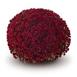 Mum chrysanthemum x morifolium 'Vigorelli Red'