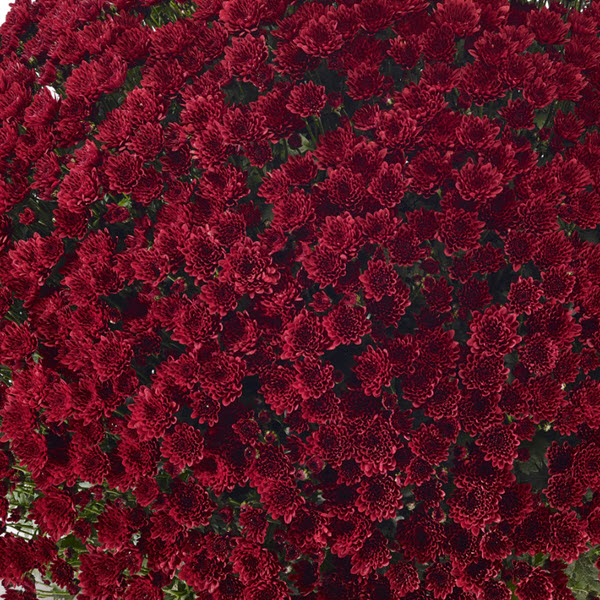 Mum chrysanthemum x morifolium 'Vigorelli Red'