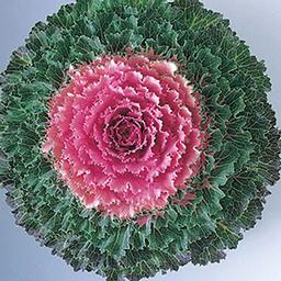 Cabbage 'Songbird Pink'