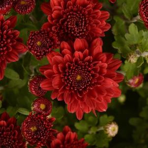 Mum chrysanthemum x morifolium 'Tabitha Scarlet'