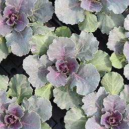 Ornamental Cabbage