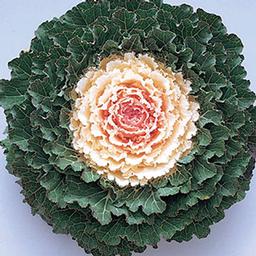 Ornamental Cabbage