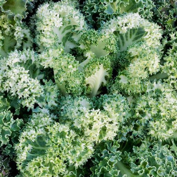 Kale 'Yokohama White'