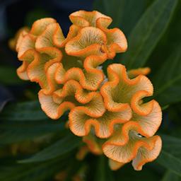 Celosia cristata 'Twisted Yellow'