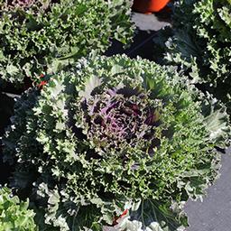 Kale 'Glamour Red'