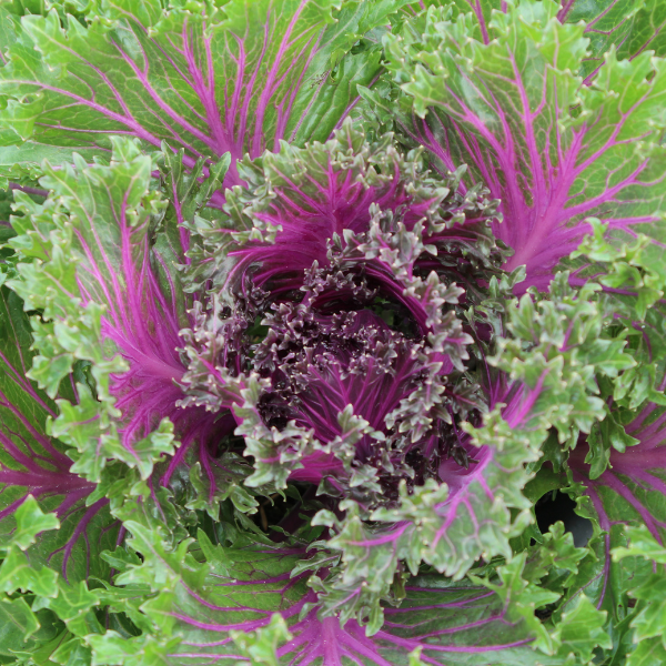 Kale 'Glamour Red'