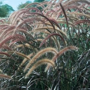 Ornamental Grass setaceum 'Pennisetum-Rubrum'