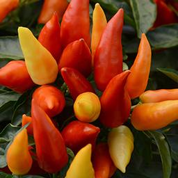 Ornamental Pepper capsicum annuum 'Blaze'