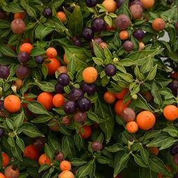 Ornamental Pepper capsicum annuum 'Hot Pops Purple'