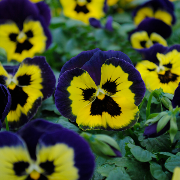 Pansy viola x wittrockiana 'Matrix Yellow Purple Wing'