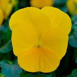 Viola cornuta 'Sorbet Yellow'