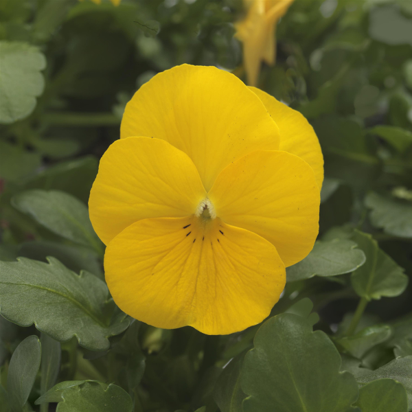 Viola cornuta 'Sorbet Yellow'