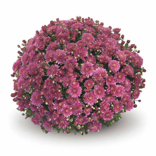 Mum chrysanthemum x morifolium 'Amiko Violet'