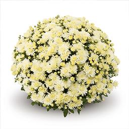 Mum chrysanthemum x morifolium 'Amiko White'