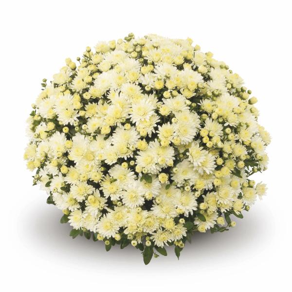 Mum chrysanthemum x morifolium 'Amiko White'