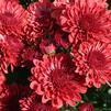 Mum Chrysanthemum X Morifolium 'Jolly Cheryl Red'