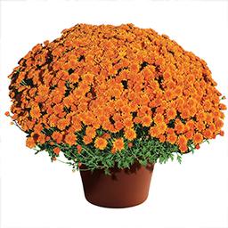 Mum chrysanthemum x morifolium 'Aubrey Orange'