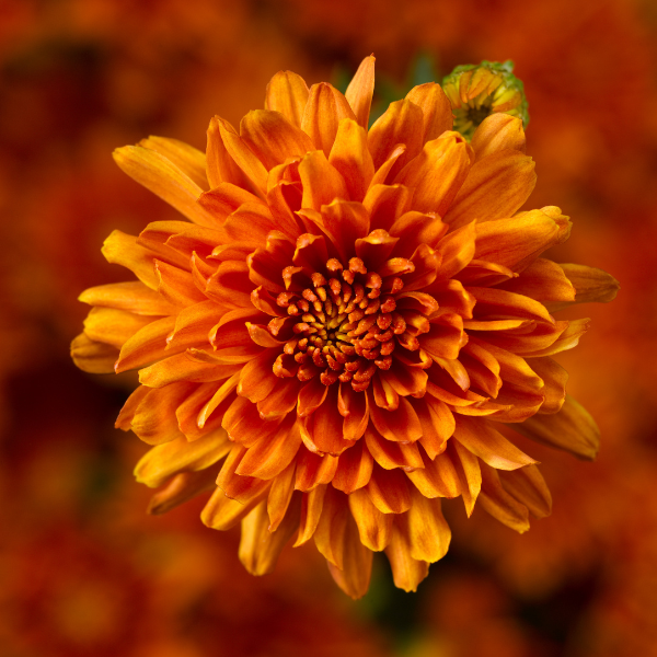 Mum chrysanthemum x morifolium 'Aubrey Orange'