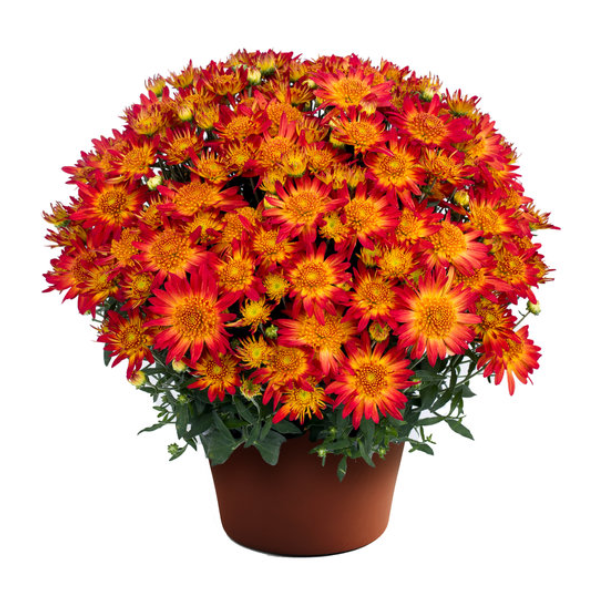 Mum chrysanthemum x morifolium 'Autumn Sunset'