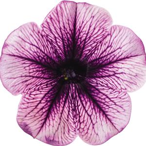 Petunia hybrida 'Durabloom Blue Vein'