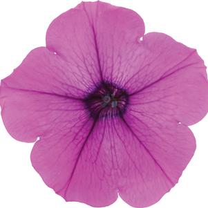 Petunia hybrida 'Durabloom Electric Lilac'