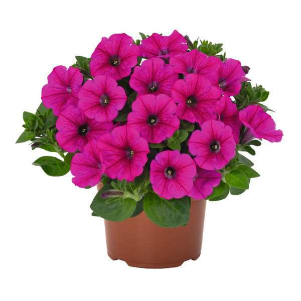 Petunia hybrida 'Durabloom Hot Pink'