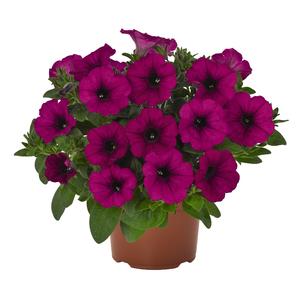 Petunia hybrida 'Durabloom Purple'