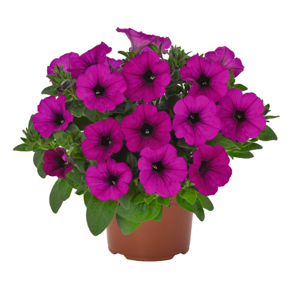 Petunia hybrida 'Durabloom Purple'