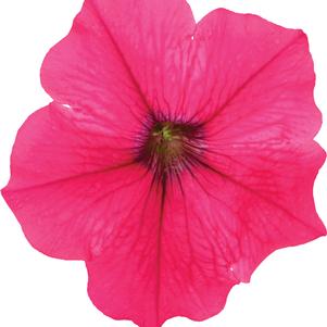 Petunia hybrida 'Durabloom Watermelon'