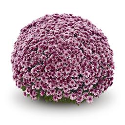 Mum chrysanthemum x morifolium 'Aduro Pink'