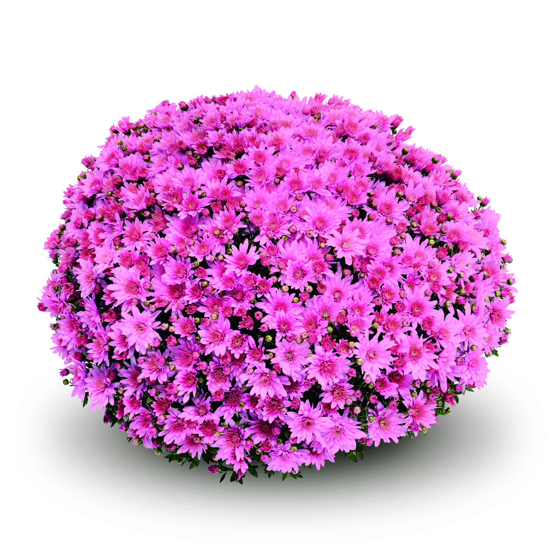 Mum chrysanthemum x morifolium 'Arluno Dark Pink'