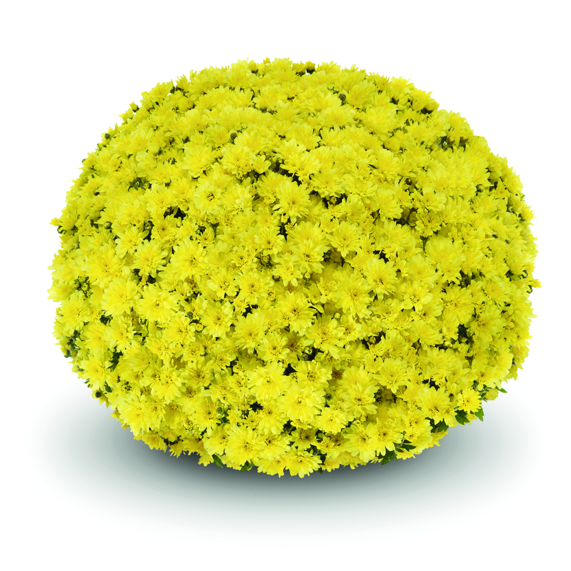 Mum chrysanthemum x morifolium 'Arluno Yellow'