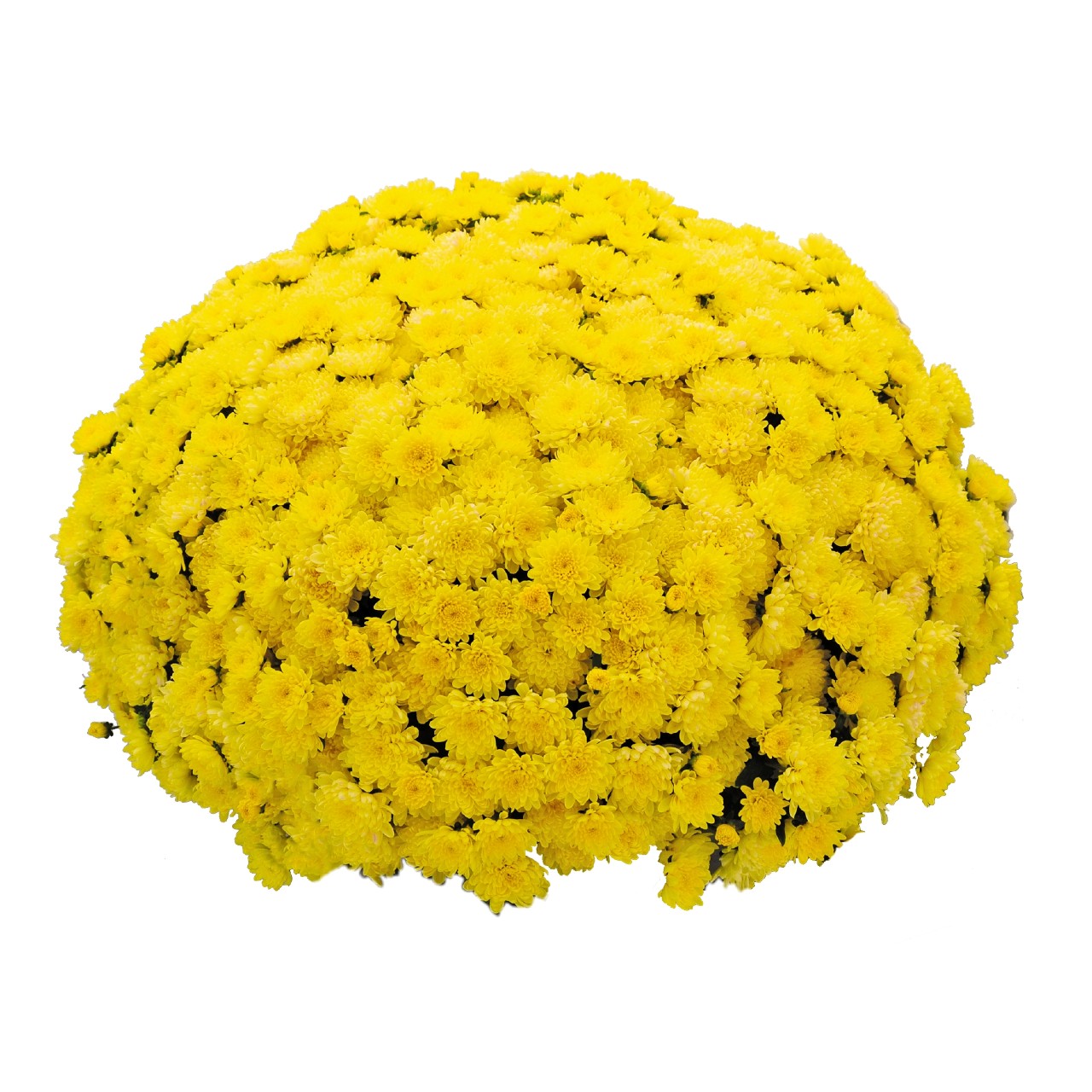 Mum chrysanthemum x morifolium 'Blitz Lemon'