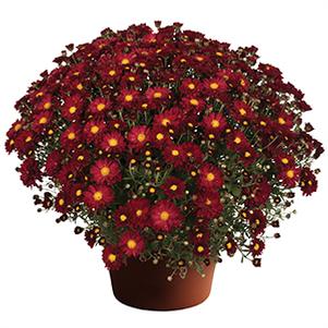 Mum chrysanthemum x morifolium 'Bonnie Red'
