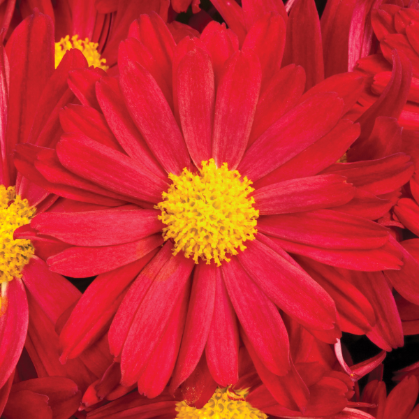 Mum chrysanthemum x morifolium 'Bonnie Red'