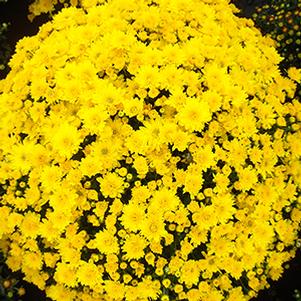 Mum chrysanthemum x morifolium 'Cesaro Yellow'