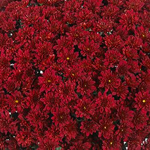 Mum chrysanthemum x morifolium 'Cheer Red'