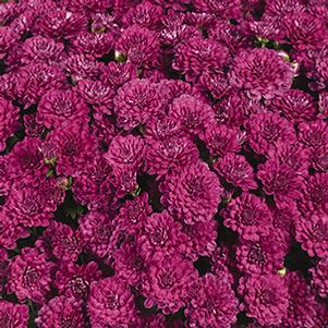 Mum chrysanthemum x morifolium 'Cherry Purple'